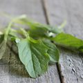 Strudel aux légumes et au lampsane commun. Salade d'herbes sauvages.