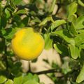 ORANGES DU JARDIN