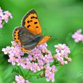 Encore un papillon de l'automne