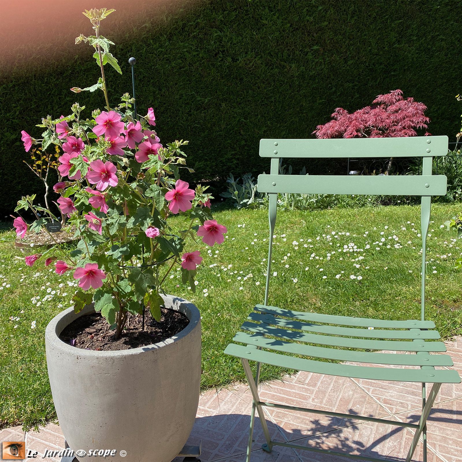 Anisodontea 'El Rayo'