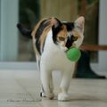 Gipsy, le chaton de 9 mois et sa balle
