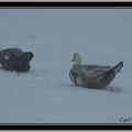 Canes et Canard dans la neige