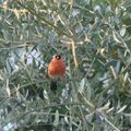 Les hôtes de mon jardin et un peu au-delà