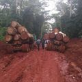 Exploitation forestière illégale: Difficile bataille contre le blanchiment du bois à l’Est  