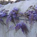 SUR LE MUR ,LA GLYCINE