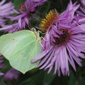 Le Citron farineux (Gonepteryx farinosa)