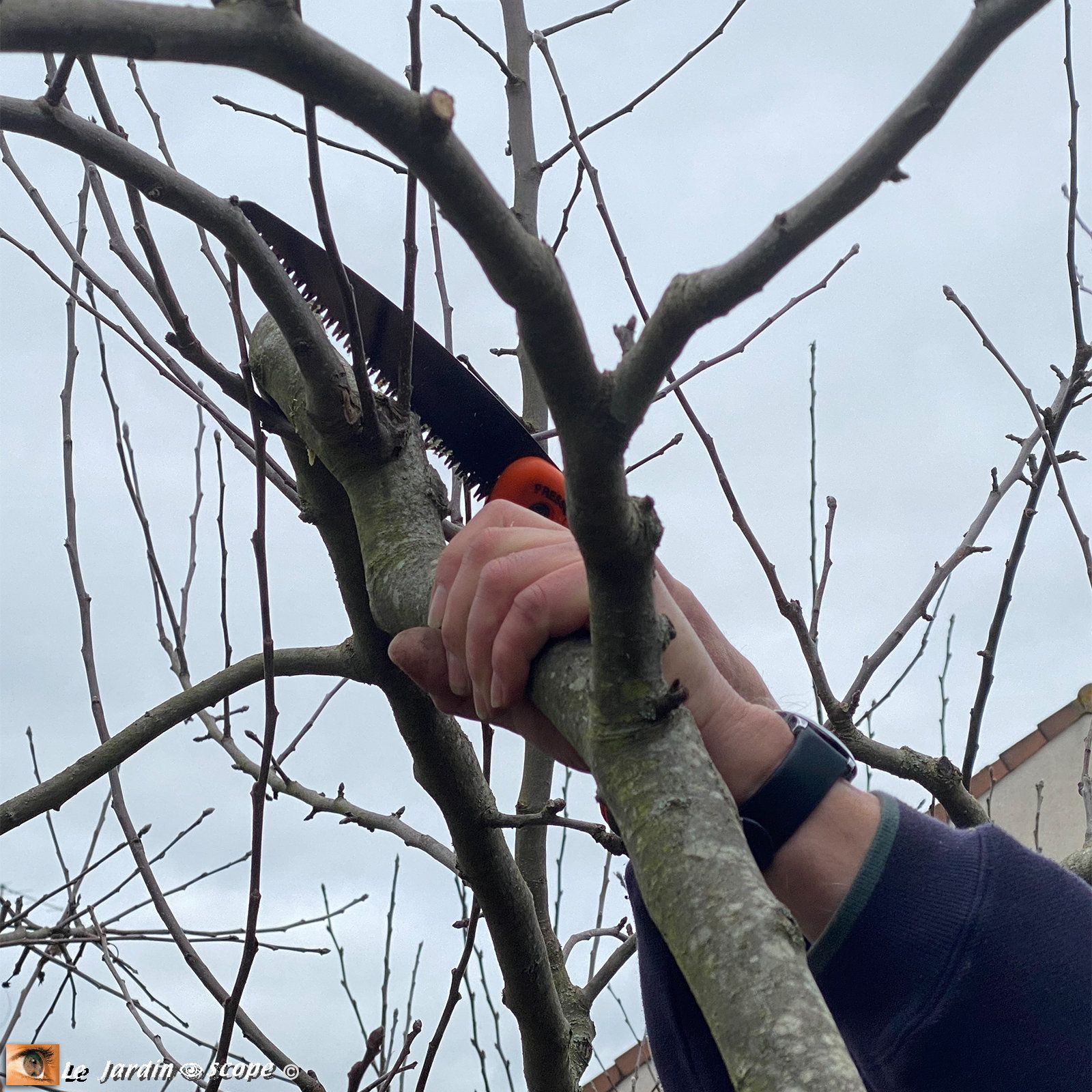 Taille des fruitiers à pépins