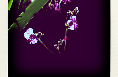 Des géraniums et des feuilles d'iris