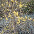 Cornus mas