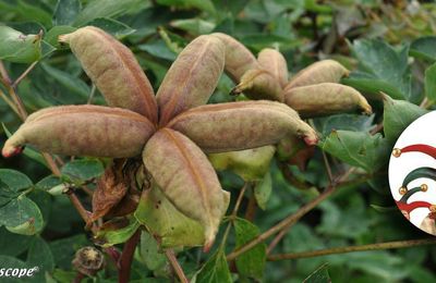 Les fruits des pivoines auraient-ils inspiré la coiffe du bouffon ?