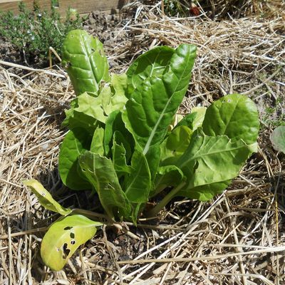 Première salade