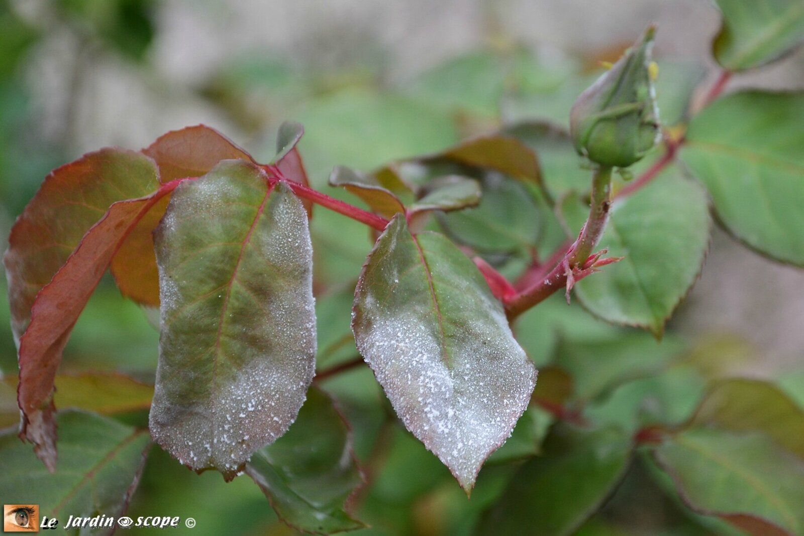 Oidium