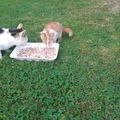 Chatons jumeaux roux et chaton blanc et roux