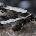 L'Essaimage des fourmis mi-juin par temps orageux...