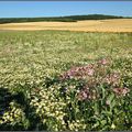 Regard sur le champ de fleurs - Ddo