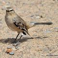 Moqueur de Patagonie (Mimus patagonicus)