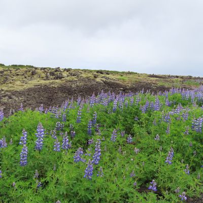 Mon voyage en Islande