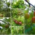 LES FUTURS FRUITS DU JARDIN