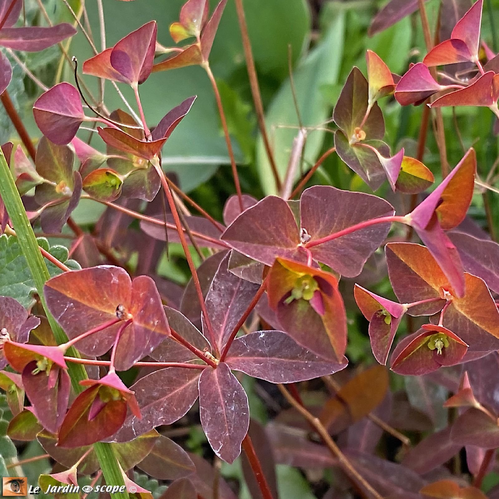 Euphorbia dulcis ‘Chameleon’