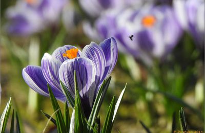 Les crocus de Bercy