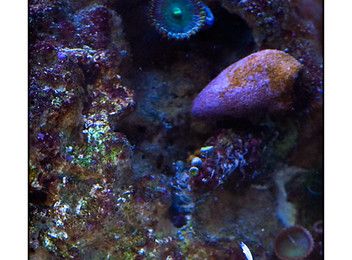 Yasha, Trimma, Eviota, la trilogie magique!