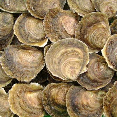 L’huître d’Arcachon. De la plate à la creuse. En 1849.