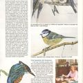 Article de l'OISEAU MAGAZINE (2)