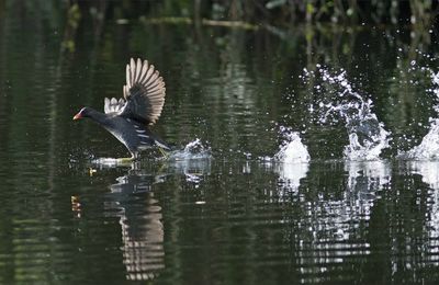 Entraînement pour les J eau ! 