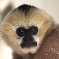 Gibbon