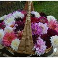 un panier de dahlias