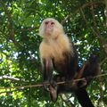 Les animaux du parc Manuel Antonio ,