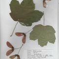 Herbier Erable à feuilles d'obier - Acer opalus