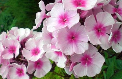 Le soir les phlox embaument l'entrée du jardin