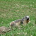 078 - Marmotte