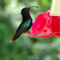 La grande parade des oiseaux de Guadeloupe