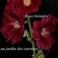 Rose trémière