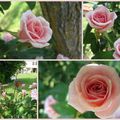 Bouton de rose-liane