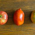 Récolte tomates 09 Juillet 2015