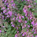 Le Teucrium, une plante très résistante au sec et à la chaleur