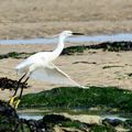 Aigrette Garzette