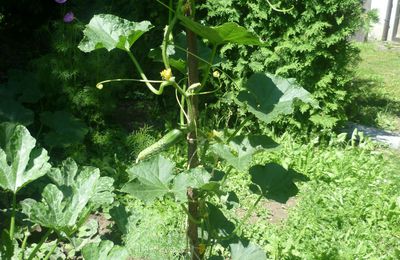 Petit tour au potager