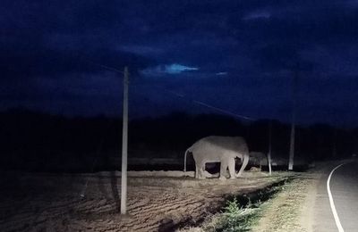 Voir des éléphants au Sri Lanka