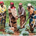 Agriculture et élevage au Burundi : Analyse des Défis et solutions par CIDH