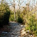 la forêt de corsuet