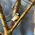 La Mésange charbonnière joue les acrobates