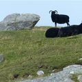 Ecosse - Découverte de l'île de North Uist