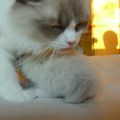 Les chatons de Faltazi ont 3 semaines