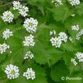 ALLIAIRE OFFICINALE le goût de l'ail... sans les inconvénients !