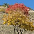 Un arbre peut en cacher un autre