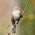 Field Sparrow